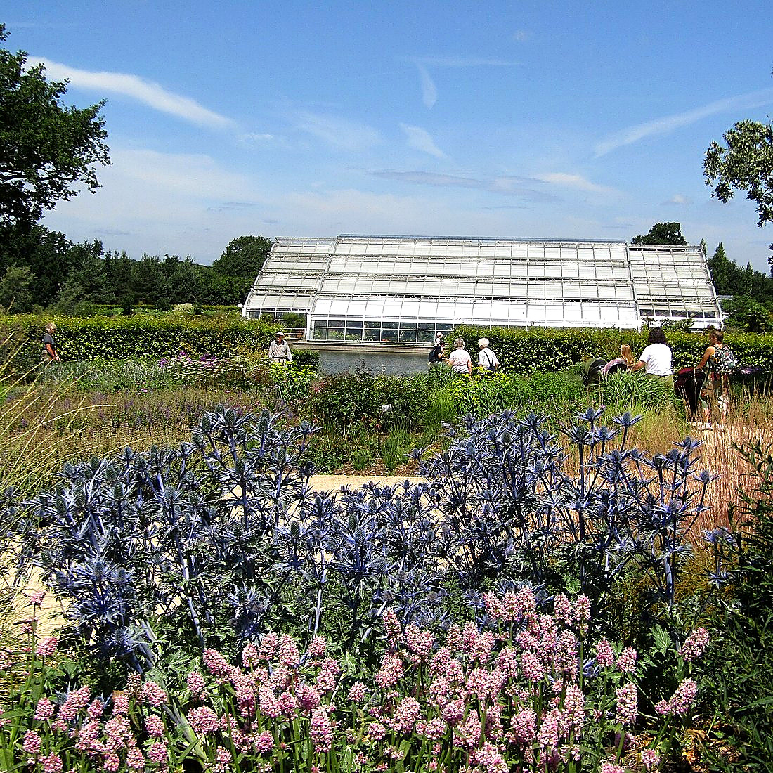 Natuurlijke border met siergrassen en luchtige vaste planten in blauw en zacht roze